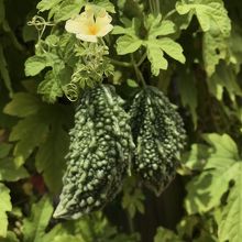 緑のカーテンにゴーヤが生っていました。