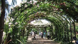 バラのアーチが素敵