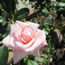 プリンセス　ノブコ