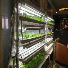 入るとすぐ目に付く人工栽培