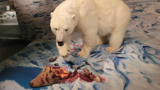 無料で北国の状況を見ることができます