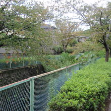 虚空蔵谷川の桜並木