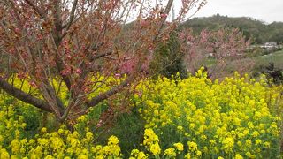 色々なお花が咲いています
