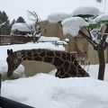 雪の旭山動物園