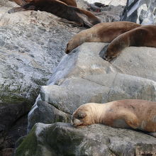 小さい船ならば手が届くくらいのところまで接近できます