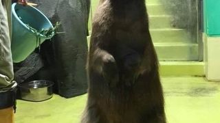 カピバラショー