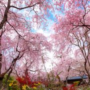 見事な花の園