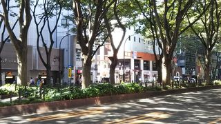 緑豊かな大通り