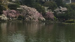 大賀蓮が見事です