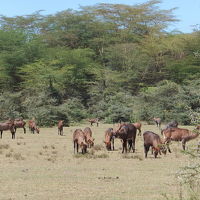 キリン以外にもいろいろな動物がいます