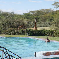 プールサイドにはキリンが一杯