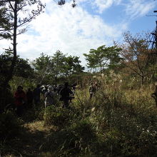 君ヶ浜しおさい公園の松林