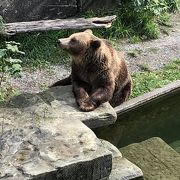 熊はベルンの象徴