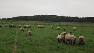 羊と原生林の島