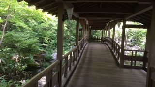 草木、苔の色見事