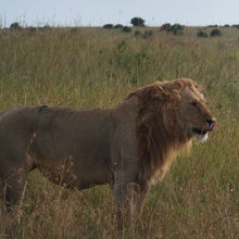 サファリ ドライブ クチコミ・アクセス・営業時間｜マサイマラ国立保護