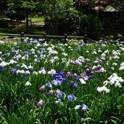 6月は境内に菖蒲が一面に置いてあります。奥の江戸菖蒲苑の菖蒲も見られます。
