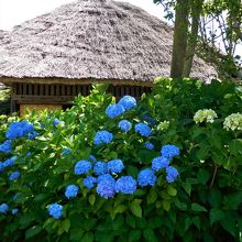 江戸菖蒲苑の紫陽花