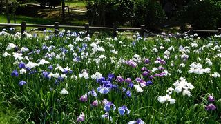 6月は境内に菖蒲が一面に置いてあります。奥の江戸菖蒲苑の菖蒲も見られます。