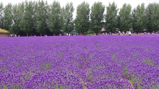 景色は本当に綺麗ですが、朝から行っても混んでました。