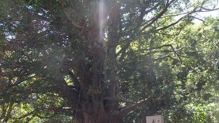 ナギの大樹はご神木