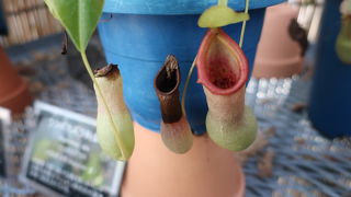 食虫植物が沢山 ♪