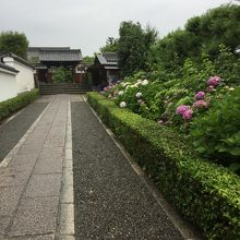 東林院の参道。紫陽花がきれいに咲いていました。