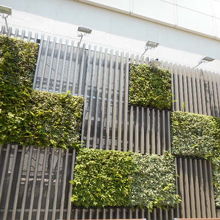 植木もモザイク