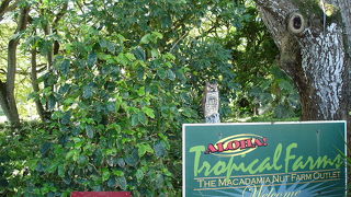 オアフ島一周観光の途中で立ち寄りました。