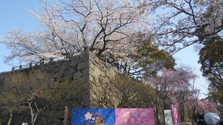 石垣と桜