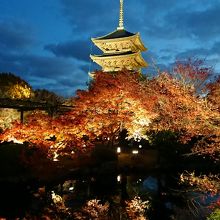 紅葉とコラボ①