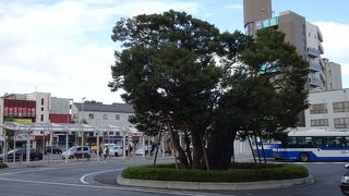 只の街路樹ではありません