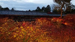 紅葉を貸し切り！