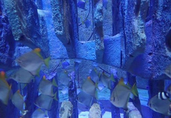 アトランティス風のオブジェも素敵@ロストチェンバーズ水族館