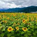 北アルプスの常念岳をバックに、満開のひまわり畑に感動！