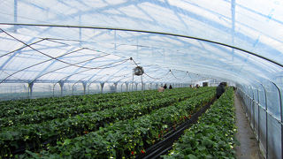 あすかルビーのいちご狩り。