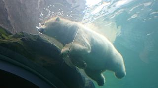 ホッキョクグマ館が人気の円山動物園。