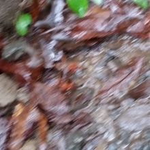 沢蟹がいました