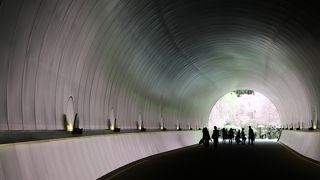 桜を見るならここ