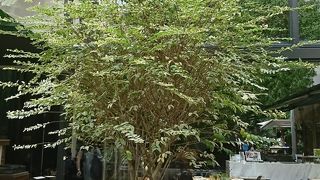 コードクルック 代々木にある緑いっぱいの敷地にあるお店です