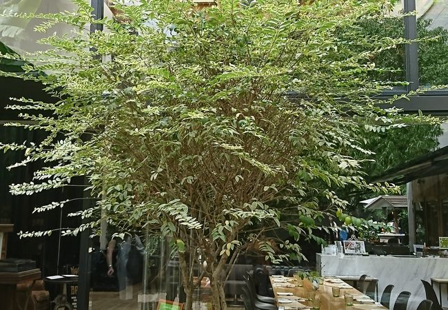 コードクルック 代々木にある緑いっぱいの敷地にあるお店です