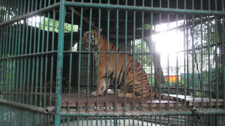 マニラ動物園のトラ