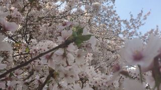 見渡す限りの桜、桜、桜