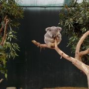 オーストラリアの動物が集まった動物園