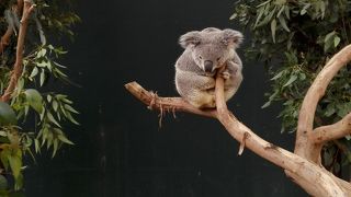 オーストラリアの動物が集まった動物園