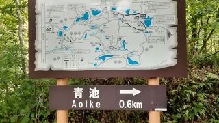 青池からブナの自然林を歩く