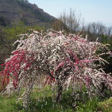桜が綺麗だった