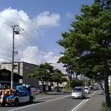 桔梗駅付近の赤松並木
