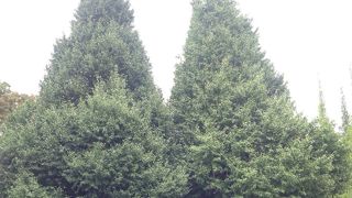 いちょう並木の構図