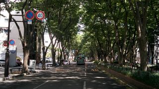 美しい並木道 定禅寺通